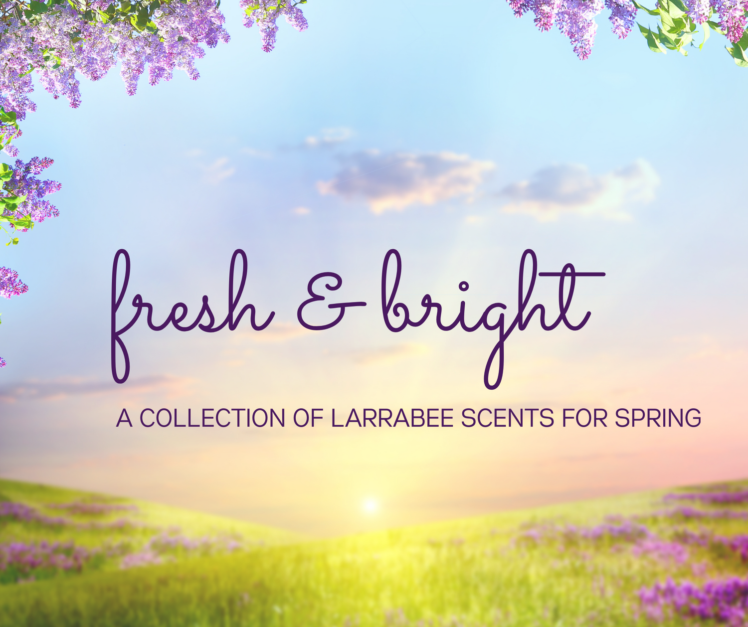 FRESH & BRIGHT
