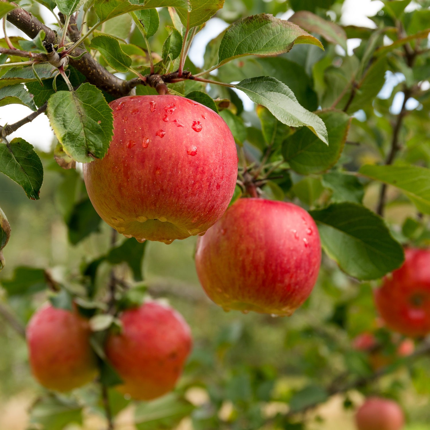 Apple Picking handcrafted candle   Larrab.ee