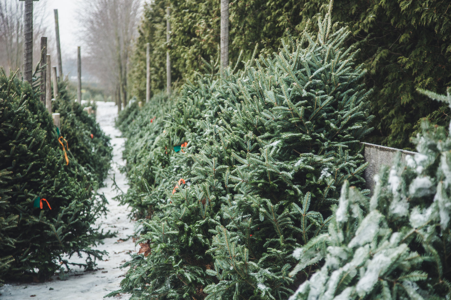 CHRISTMAS TREES ON THE SIDEWALK